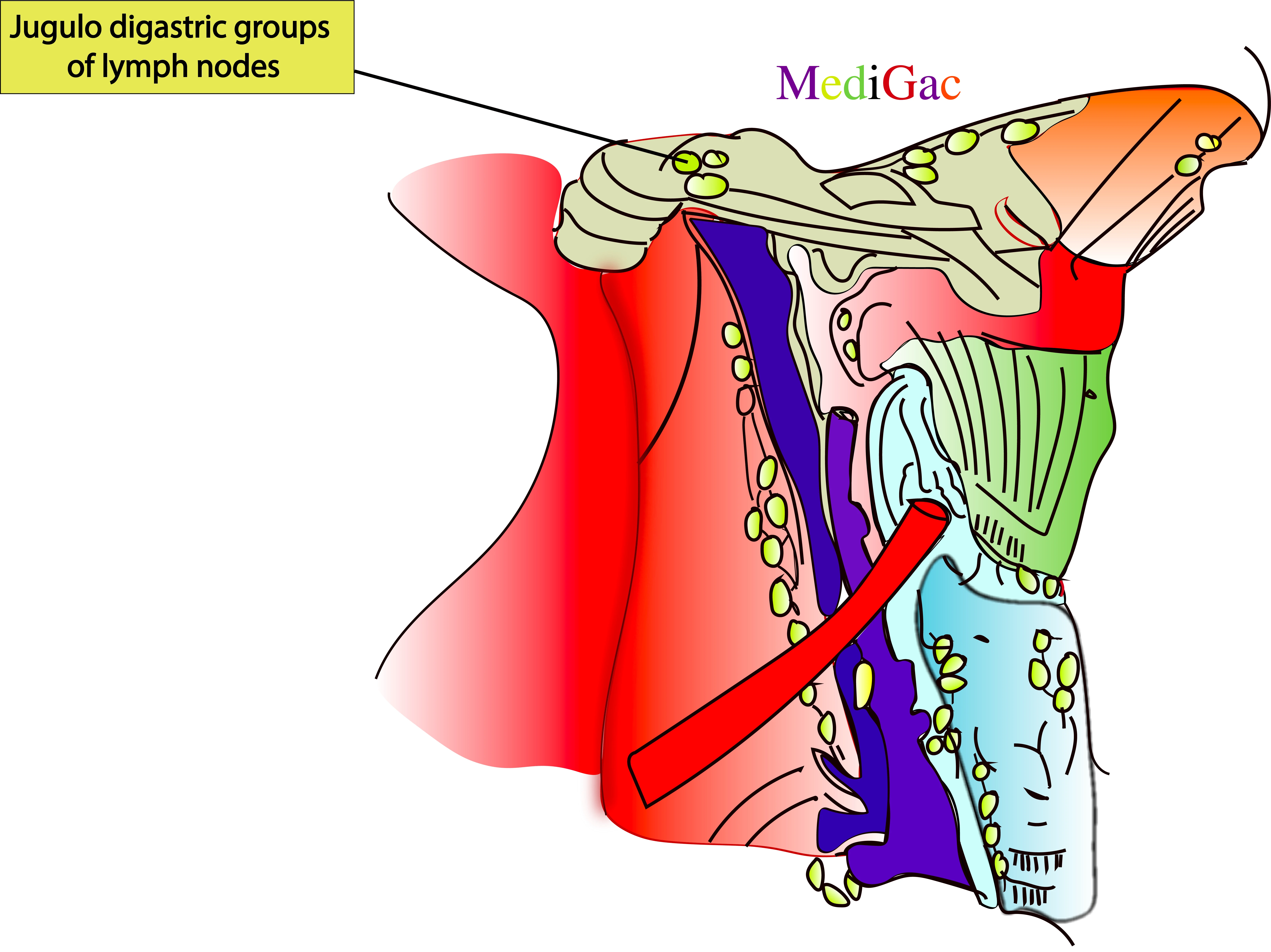 Jugulo digastric lymph nodes